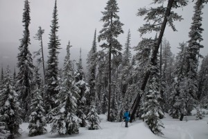 Among the trees and fresh powder at Big White resort.